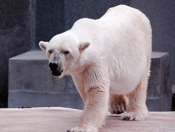 Polar Bear arctic Warsaw ZOO Ursus maritimus