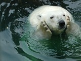 Polar Bear arctic Watching world go by