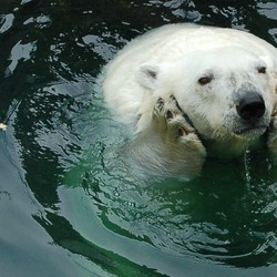 Polar Bear arctic Watching world go by