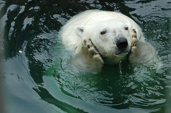 Polar Bear arctic Watching world go by