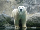 Polar Bear arctic White curious Ursus maritimus