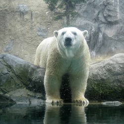 Polar Bear arctic White curious Ursus maritimus