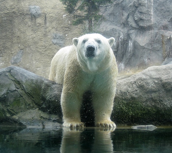 Polar Bear arctic White curious Ursus maritimus