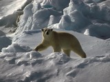 polar-bear03