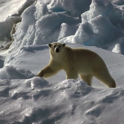 polar-bear03
