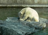 Polar Bear Photo Gallery