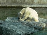 Polar Bear arctic Wilbar1
