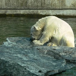 Polar Bear arctic Wilbar1