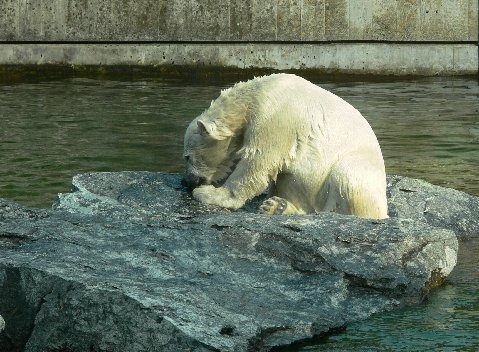 Polar Bear arctic Wilbar1