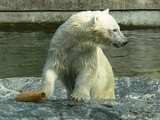 Polar Bear arctic Wilbar2