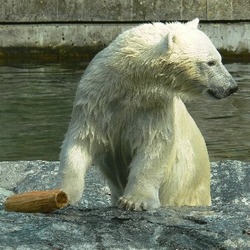 Polar Bear arctic Wilbar2