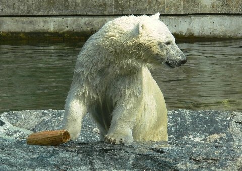 Polar Bear arctic Wilbar2