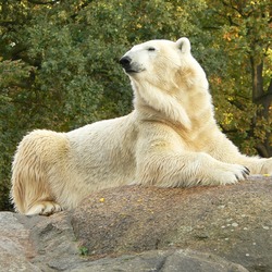 Polar Bear arctic Zoo Berlin Ursus maritimus