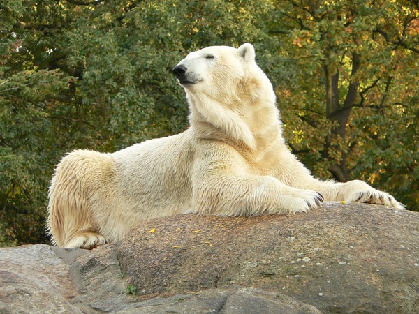 Polar Bear arctic Zoo Berlin Ursus maritimus
