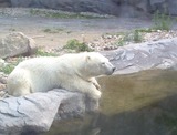 Polar Bear Photo Gallery