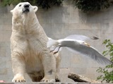 Polar Bear Photo Gallery