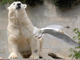 Polar Bear arctic Zoo seagul Ursus maritimus