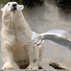 Polar Bear arctic Zoo seagul Ursus maritimus