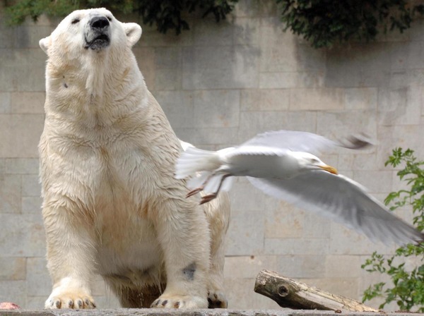 Polar Bear arctic Zoo seagul Ursus maritimus