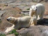 Polar Bear Photo Gallery