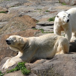 Polar Bear arctic Zoo002