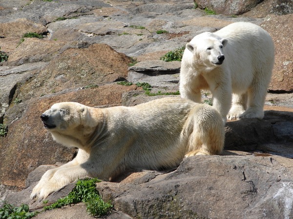 Polar Bear arctic Zoo002