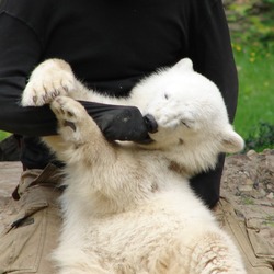 Polar Bear arctic babby cub playing