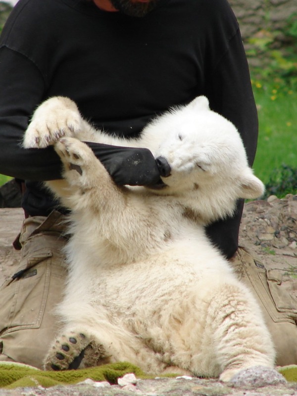 Polar Bear arctic babby cub playing
