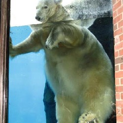 Polar Bear arctic big swim Ursus maritimus