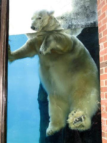 Polar Bear arctic big swim Ursus maritimus