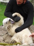 Polar Bear arctic captivity endangered playing cub