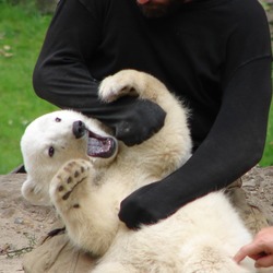 Polar Bear arctic captivity endangered playing cub