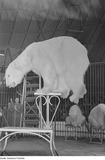 Polar Bear Photo Gallery
