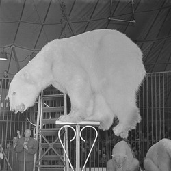 Polar Bear arctic circus performing