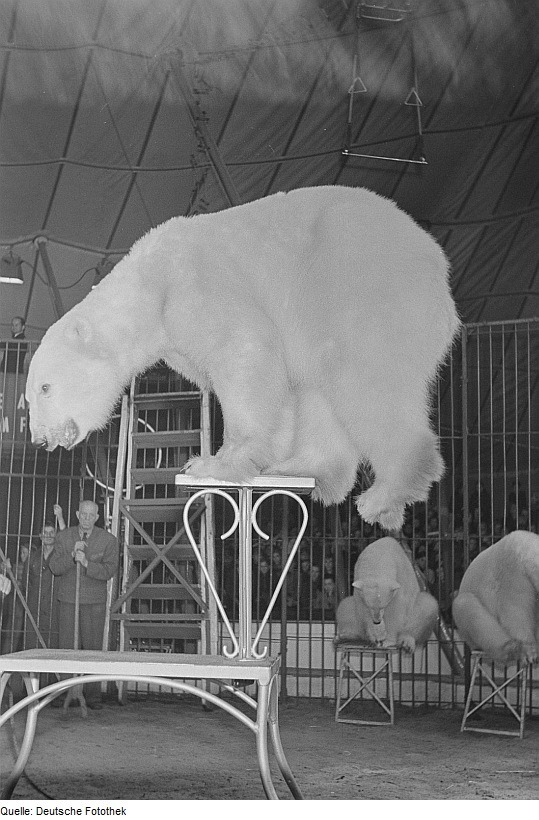 Polar Bear arctic circus performing