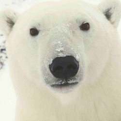 Polar Bear arctic close face portrait