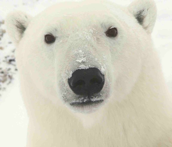 Polar Bear arctic close face portrait