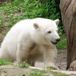 Polar Bear arctic cub playing Ursus maritimus