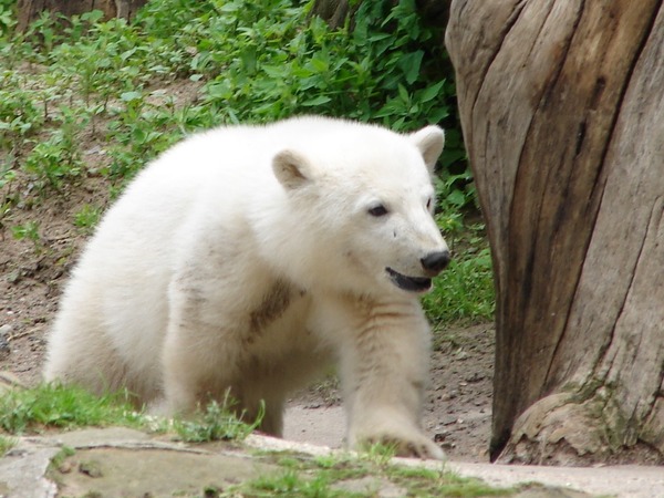 Polar Bear arctic cub playing Ursus maritimus
