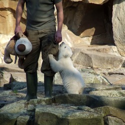 Polar Bear arctic cub