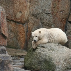 Polar Bear arctic endangered captivity