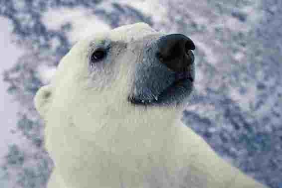 Polar Bear arctic face portrait