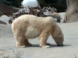 Polar Bear arctic large zoo