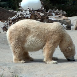 Polar Bear arctic large zoo