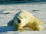 Polar Bear arctic laying ice