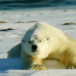 Polar Bear arctic laying ice