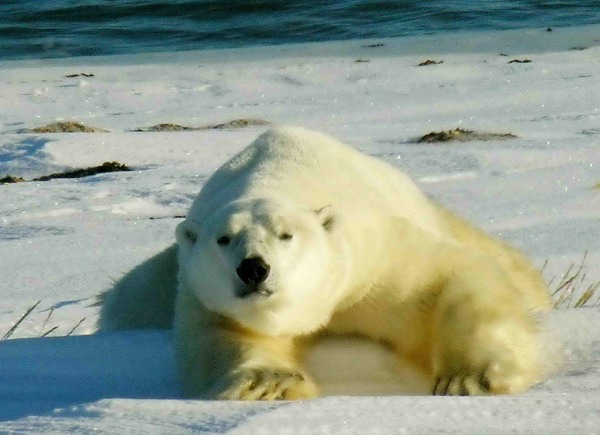 Polar Bear arctic laying ice