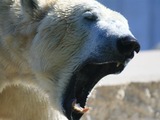 Polar Bear arctic mad roar Ursus maritimus