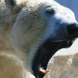 Polar Bear arctic mad roar Ursus maritimus