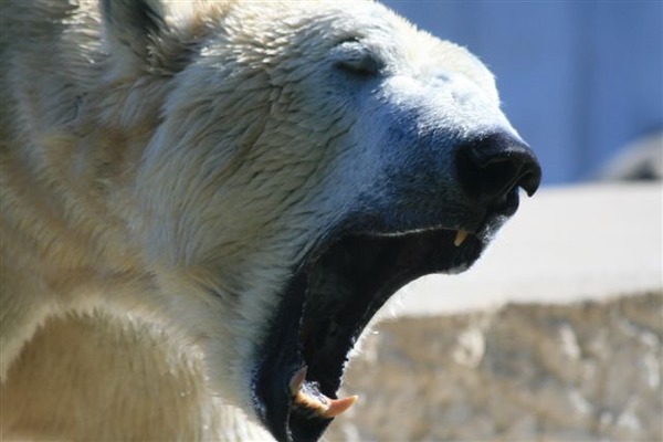 Polar Bear arctic mad roar Ursus maritimus